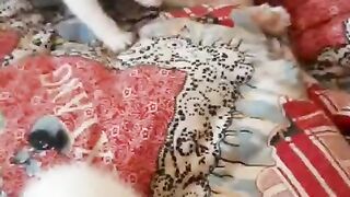 Котята играются