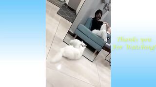 Funny And Cute Cat'S Life