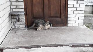 Котяки