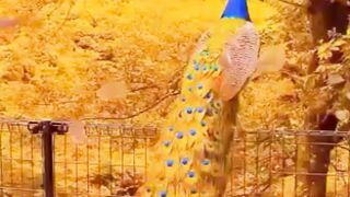 Funny birds