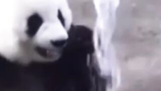 Cute panda videos 2