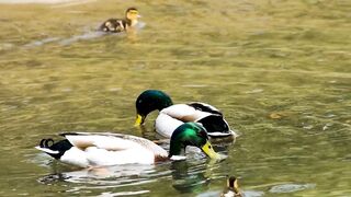 Lake ducks