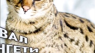 Самые красивые породы кошек