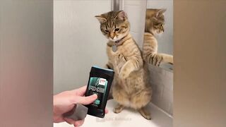Самые смешные животные!????