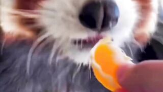 Animal health