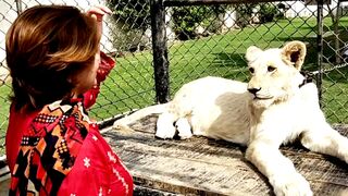 My lion