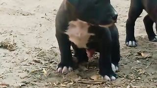 Cute dogs for sale
