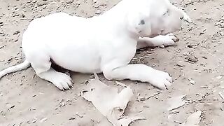 Cute dogs for sale