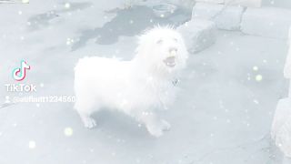 Beautiful dog