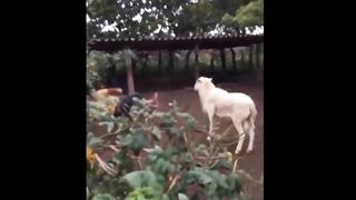 Compilation des moments les plus drôles de l'année!