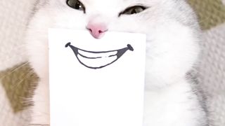 Perfect Match with Cat ????