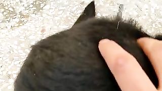 Dog entertainment video #Hans tv