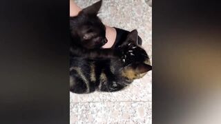 Funniest Animal Videos ???? - Best Funny Dogs And Cats Videos #57