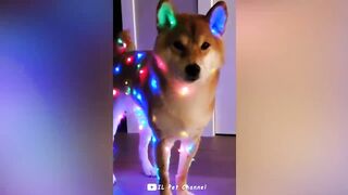 Funniest Animal Videos ???? - Best Funny Dogs And Cats Videos #56
