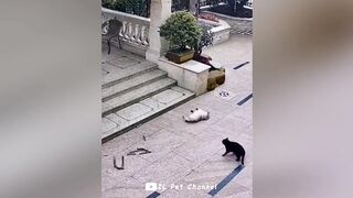 Funniest Animal Videos ???? - Best Funny Dogs And Cats Videos #55