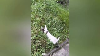 Funniest Animal Videos ???? - Best Funny Dogs And Cats Videos #54