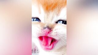 Funniest Animal Videos ???? - Best Funny Dogs And Cats Videos #53