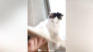 Funniest Animal Videos ???? - Best Funny Dogs And Cats Videos #52