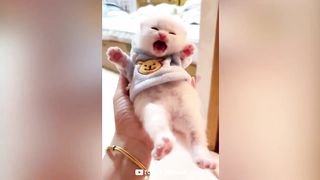 Funniest Animal Videos ???? - Best Funny Dogs And Cats Videos #51