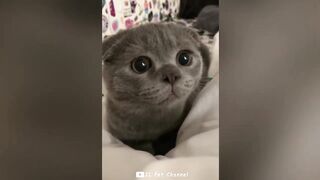 Funniest Animal Videos ???? - Best Funny Dogs And Cats Videos #50