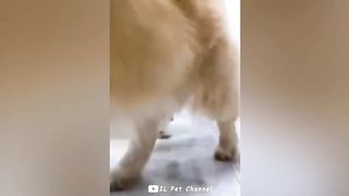 Funniest Animal Videos ???? - Best Funny Dogs And Cats Videos #49