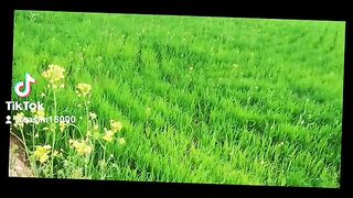 Natural beauty ❤️ Islamic video