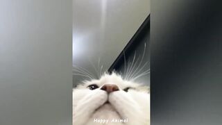 Funniest Animal Videos ???? - Best Funny Dogs And Cats Videos #48