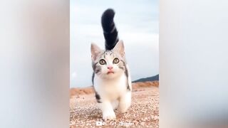 Funniest Animal Videos ???? - Best Funny Dogs And Cats Videos #47