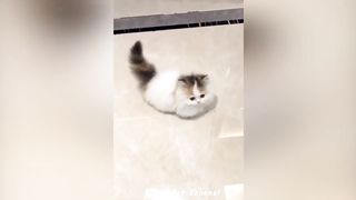 Funniest Animal Videos ???? - Best Funny Dogs And Cats Videos #45