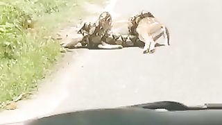 Unbelievable video ????