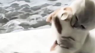 Funny cat love