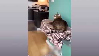 "Funny Cats and Dogs Compilation" - I