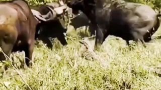 Lion vs Bufflo | #shorts