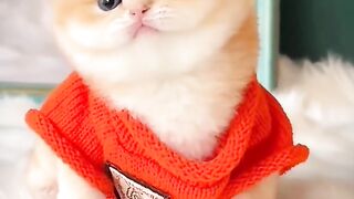 Cute cat