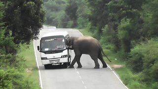 big elephant on road