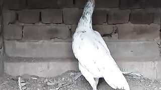 Aseel lover amazing video
