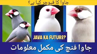 Budgies Info, for all Birds Lovers
