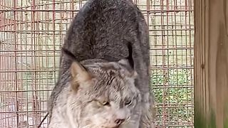 WILD Cat ???? #shorts # shortsvideos