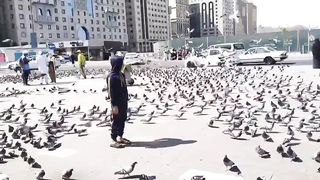 Harem Sharif Main pigeon code Donna delta