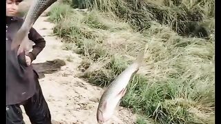 Fish Fly #shorts