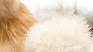 Beautiful hen