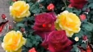 Very Beautiful Video