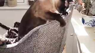 Funny cats????????