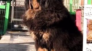 Chinese mastiff dog