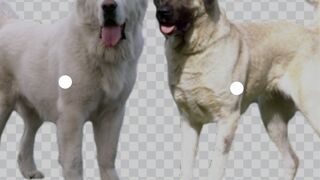 Kangal dog vs alabai dog