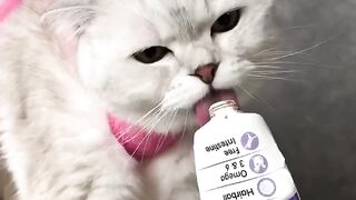 How to trim your cat