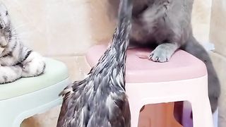 How cute cat fight with duck