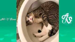 ???? It's To LAUGH When Watching This Video Of The FUNNIEST CATS On Earth ???? - Funny Cats Life