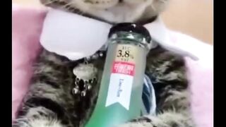 FUNNY VIDEO
