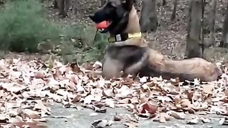 Funny vidéo